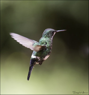 Colibri thalassin / Great Violet-ear Hummingbird