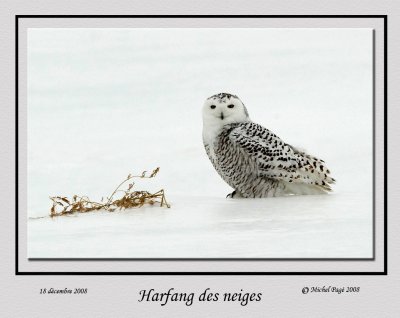 Harfang des neiges