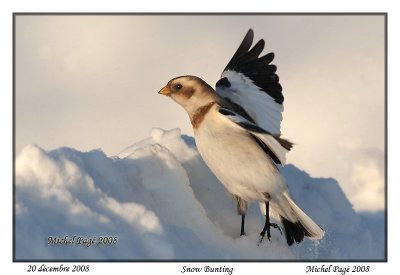 Snow Bunting