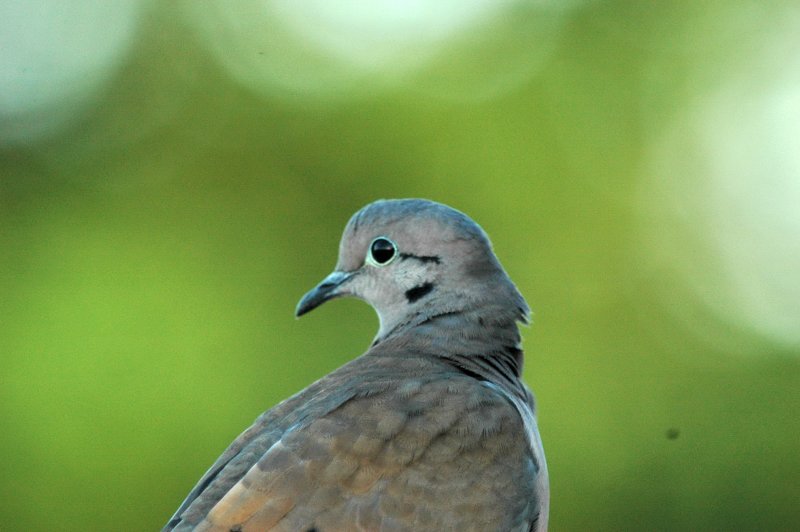 Eared dove