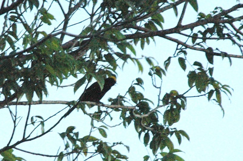 Moriche oriole