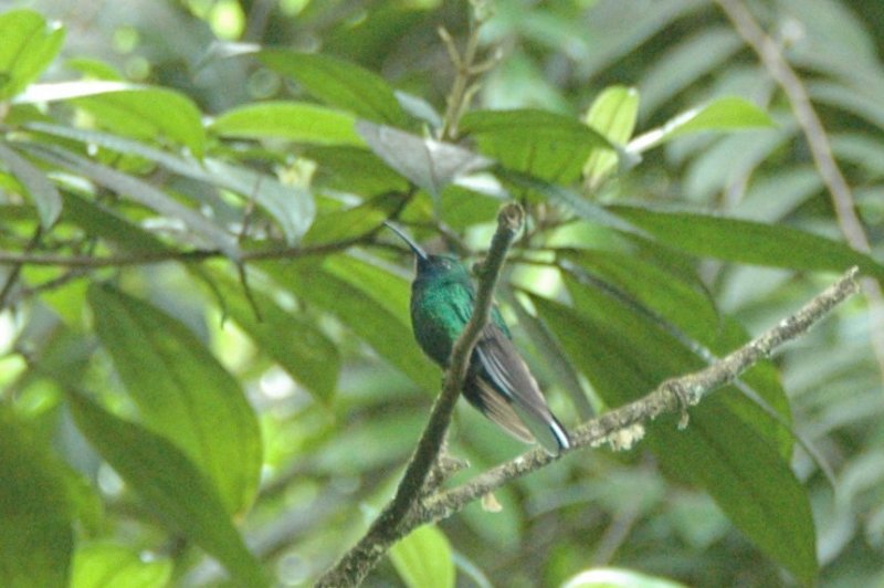White-tailed sabrewing
