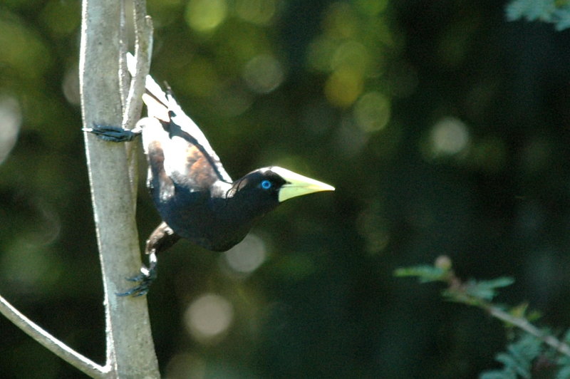Crested oropendula