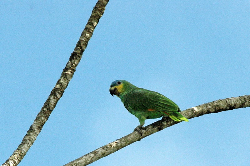 Orange-winged parrot