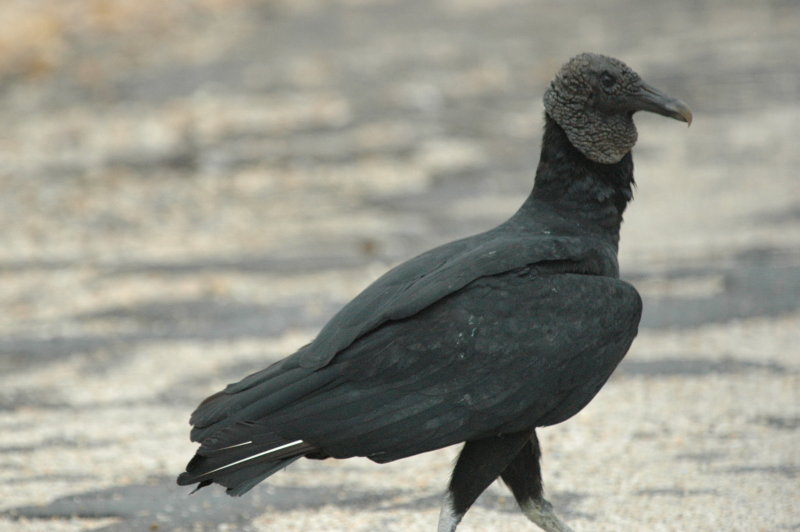 Turkey vulture