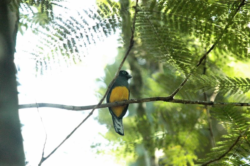 White-tailed trogon