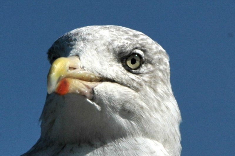 Herring gull ad