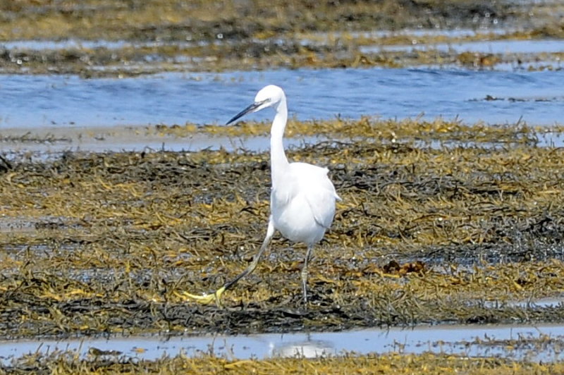 Little egret