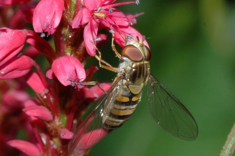 blomfluga