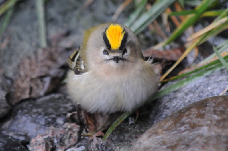 kungsfgel (Goldcrest), after collision w window, Ottenby