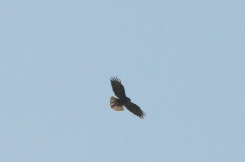 ormvrk (Common buzzard), Lindby