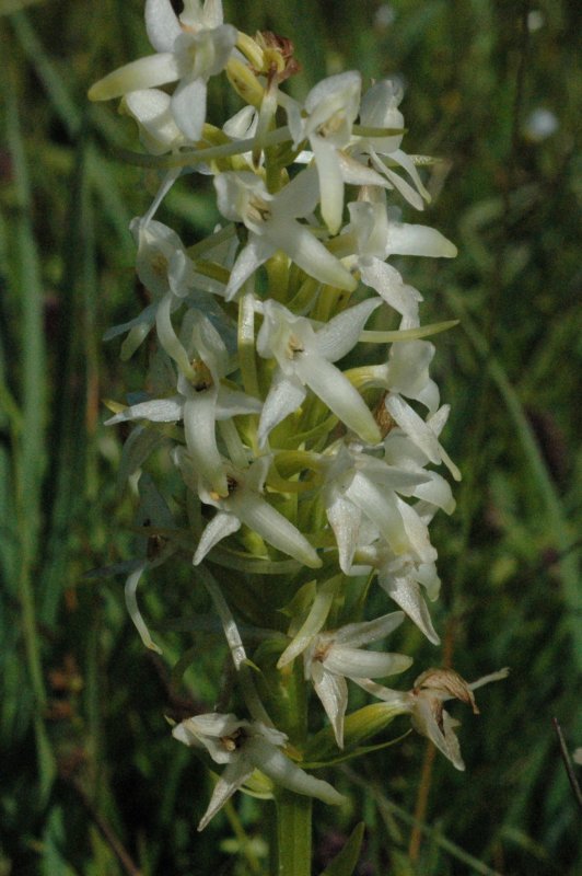 nattviol land 2010 06 29