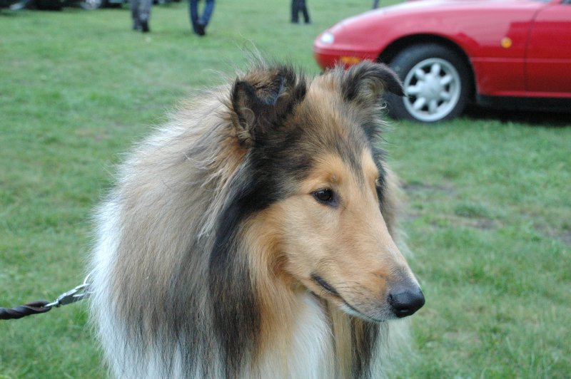 vacker hund (Roland Ekdahls)