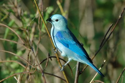 Blue-grey tanager, male