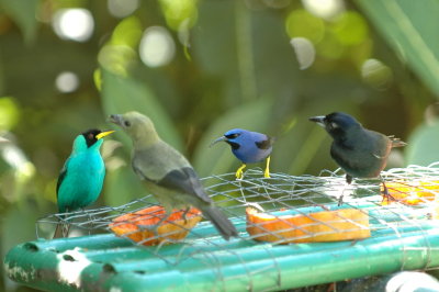 four species at feeder