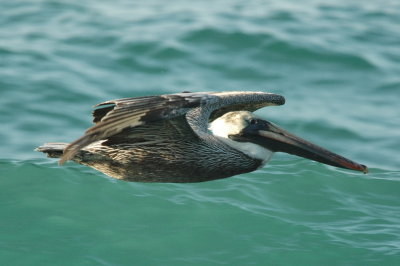 Brown pelican gliding