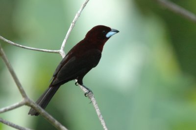 Silverbeaked tanager, male
