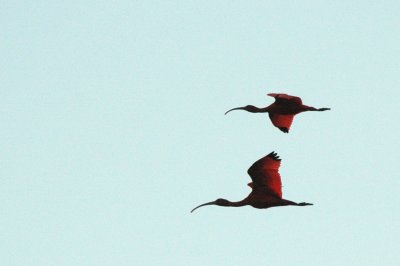 Red ibises