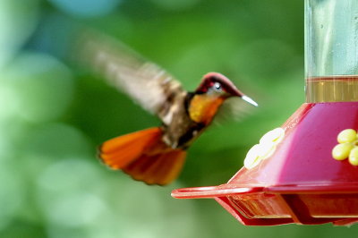 Ruby-topaz hummingbird