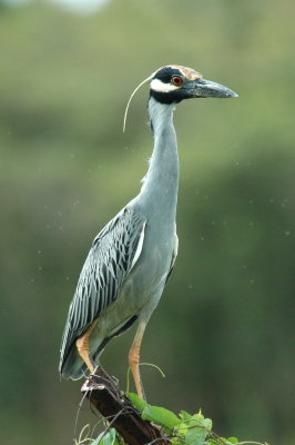 Yellow-crowned night heron