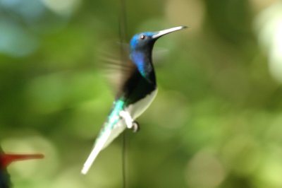 White-necked jacobin