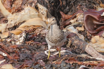 Pectoral sandpiper, St Agnes
