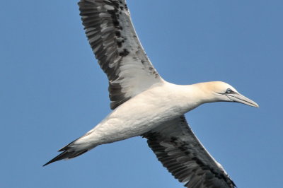 Gannet 4k