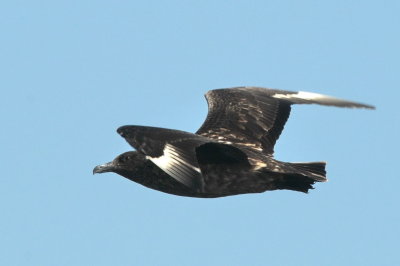 Great skua