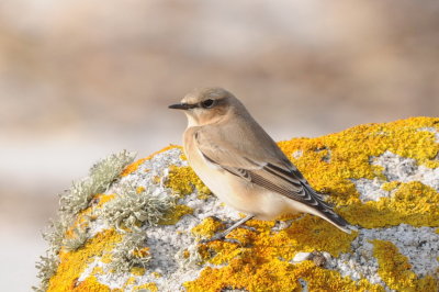Wheatear
