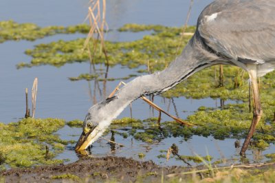 grey heron and eel 10 - some water...