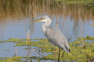 grey heron and eel 11