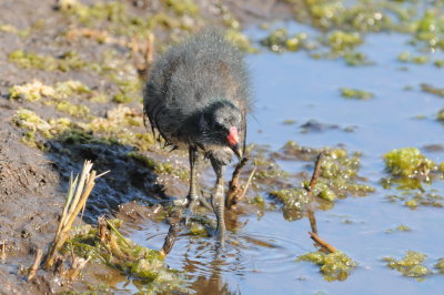 juv Moorhen