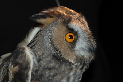 hornuggla (Long-eared owl) ringed, 081009, Ottenby