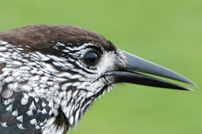 nötkråka (Nutcracker) ringed 081010, Ottenby