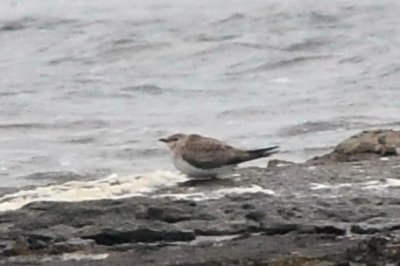 svartvingad vadarsvala (Black-winged pratincole) juv, Ottenby i hård blåst och mulet