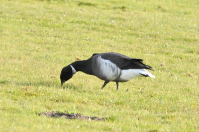 Prutgås, svartbukig (nigricans) (Black-bellied brent), Ottenby
