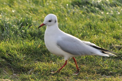 skrattmås (Black-headed gull)letande daggmask