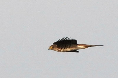 sparvhök (Sparrowhawk) migrating. Ottenby