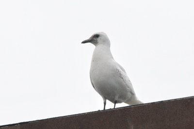 ismås (Ivory gull), juv, SImrishamn