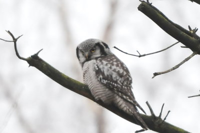 hökuggla (Hawk owl), Sjöbo ora