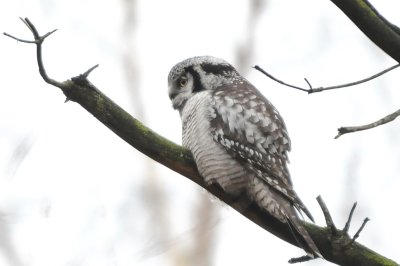 hökuggla, Sjöbo ora