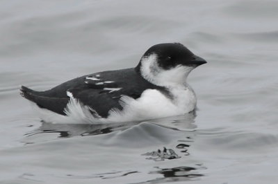 Birds in Sweden