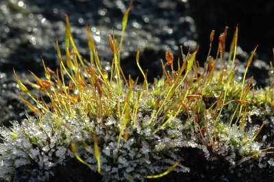 mossfrn