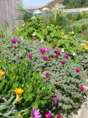 hottentot figs