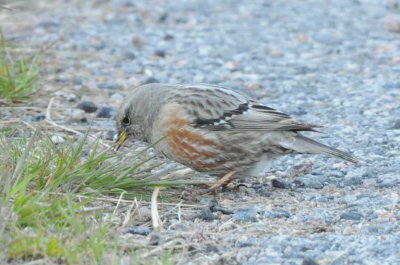 Bird photos 2009