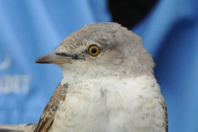 höksångare (Barred warbler), 2nd cal year male, ringed, Ottenby