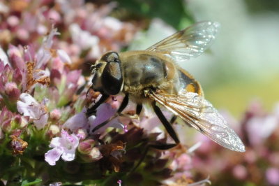 mellanblomfluga