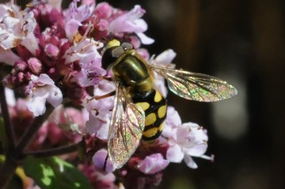 tredje blomflugan