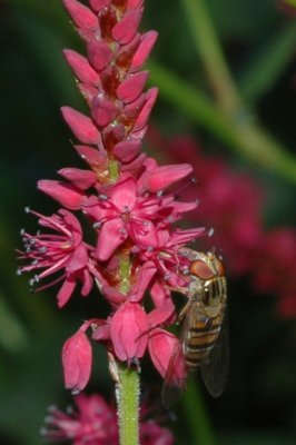 blomfluga