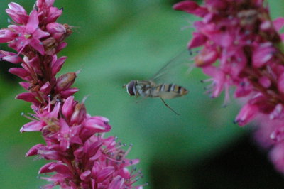 blomfluga flyger mellan blommorna